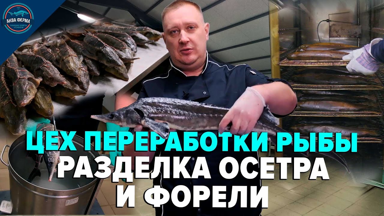 Цех переработки рыбы: «Разделка осетра и форели»