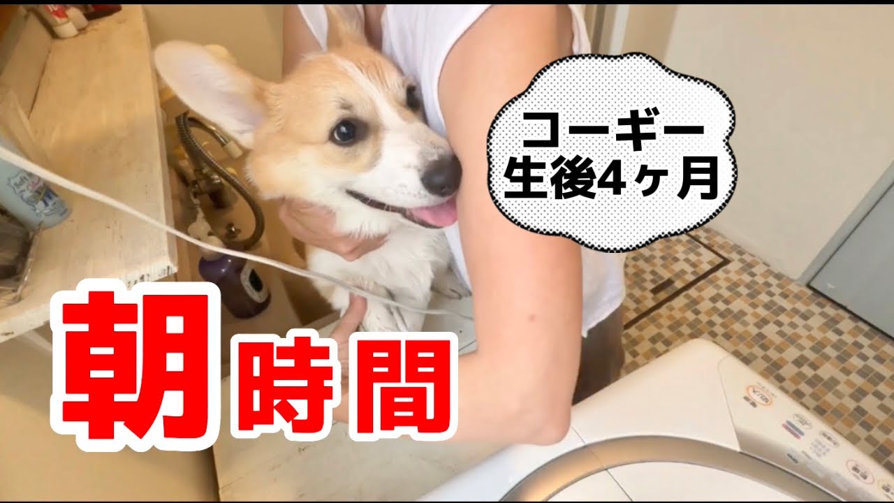 4ヶ月パピーコーギーある日の朝はこんな感じ🍀*゜初めての足洗いは