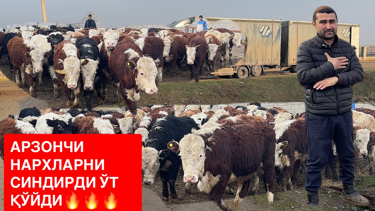 АРЗОНЧИГА РОССИЯ ПАРОДА ВА ҚИРҒИСТОН БОҚМА БУҚАЛАРИ КЕЛДИ ШОШИЛИНГ. 🇰🇬🇷🇺🔥