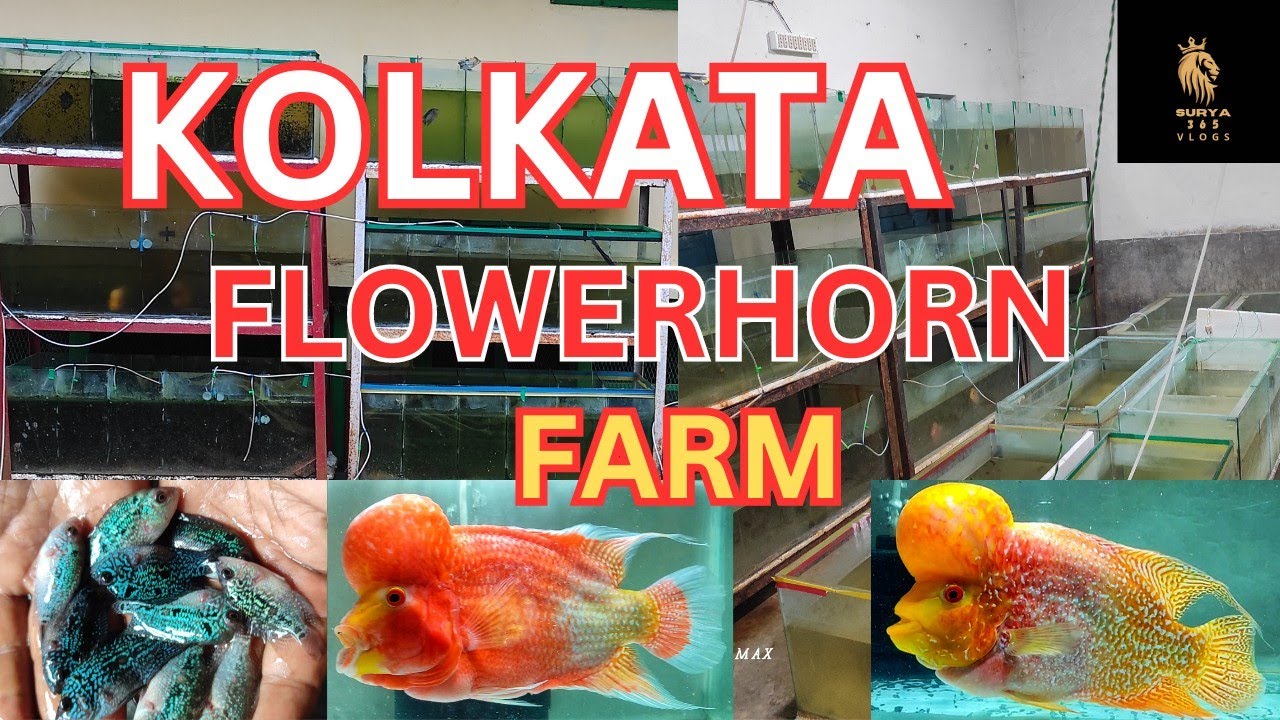 How Kolkata best flowerhorn seller, srd flowerhorn rs400, kml flowerhorn rs400 Gamed The System