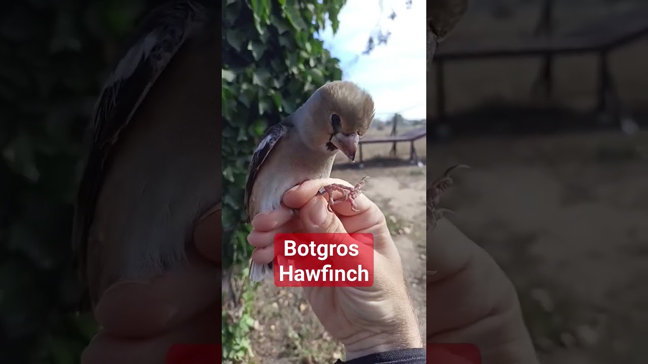 Botgros - Hawfinch - Coccothraustes occothraustes #birdsofmoldova #wildlife #migratorybirds