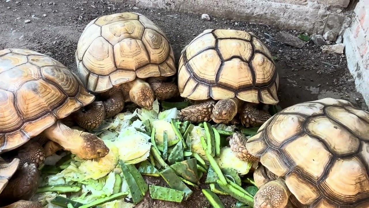 Tortuga Sulcata , alimentación de reproductoras 