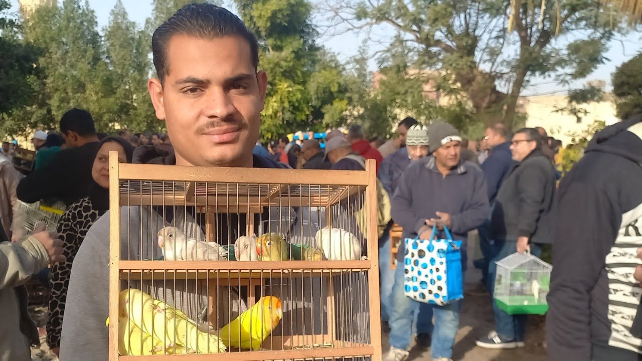 الناس اشترت وباعت عصافير ايه ويكام في سوق الجمعة اليوم⁉️أسعار العصافير بأرقام اصحابها من داخل السوق💚
