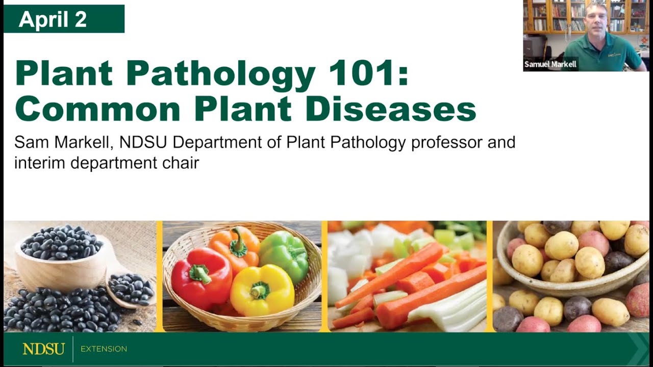 Plant Pathology 101: Common Plant Diseases - NDSU Extension Field to Fork