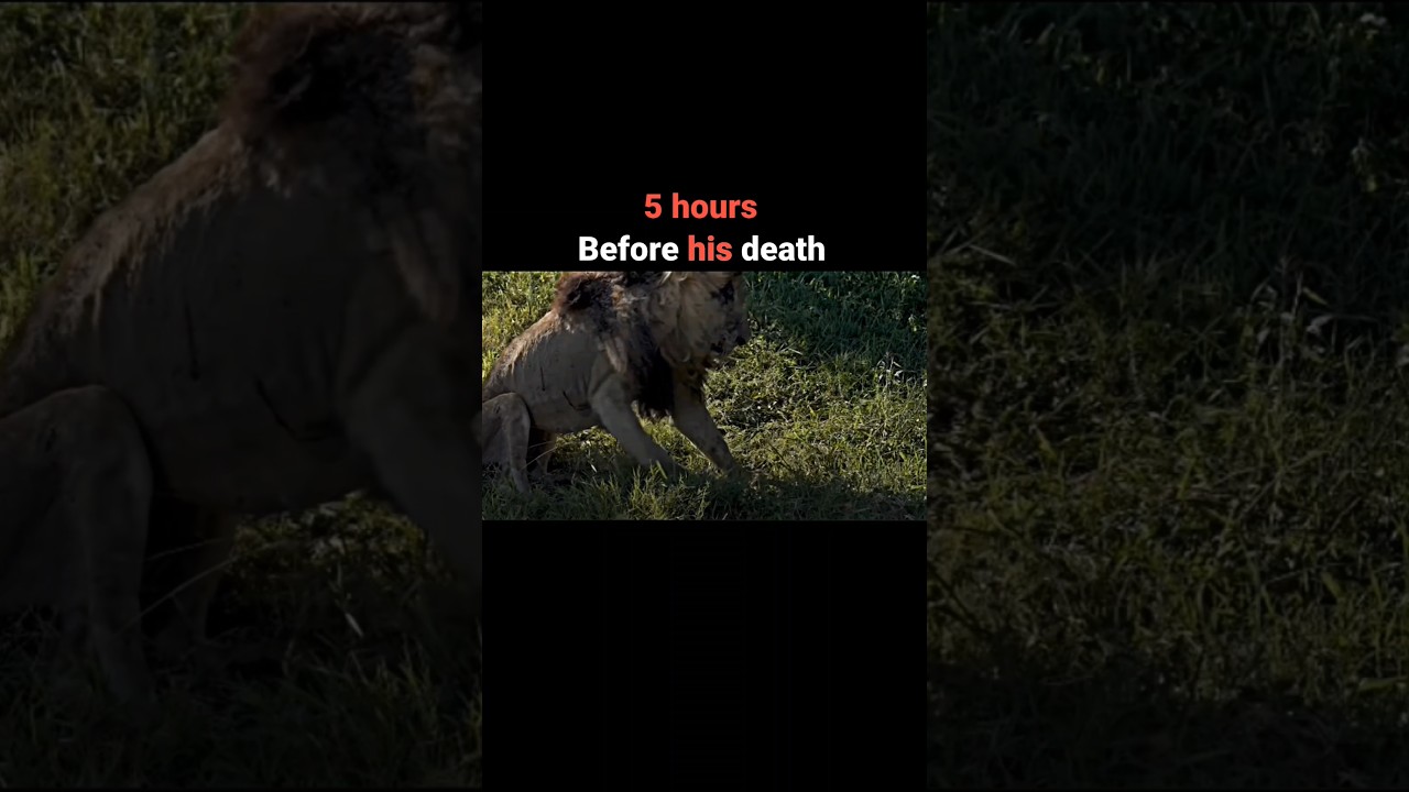 The last moments of the greatest lion in history #viral #shorts #youtube #video