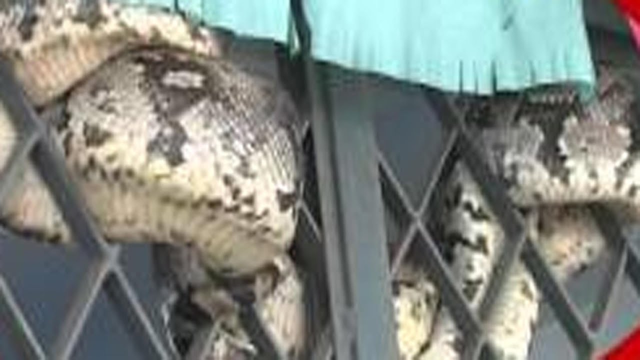 Python Hulchul In Banjara Hills Police Station