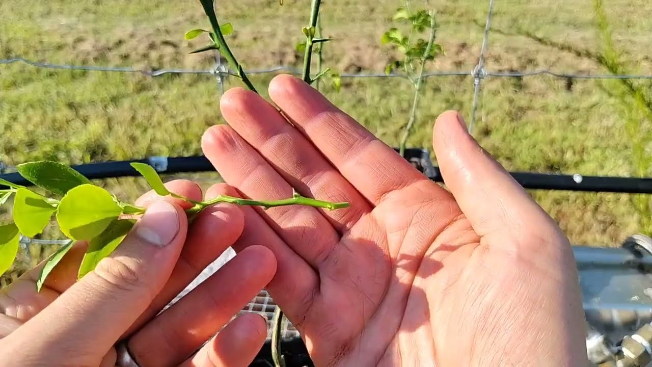 Citrus Seedling Grafting Demonstration - Sacaton Side Veneer Graft Onto Trifoliate Rootstock