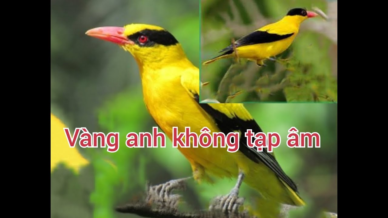 Tiếng chim vàng anh mồi