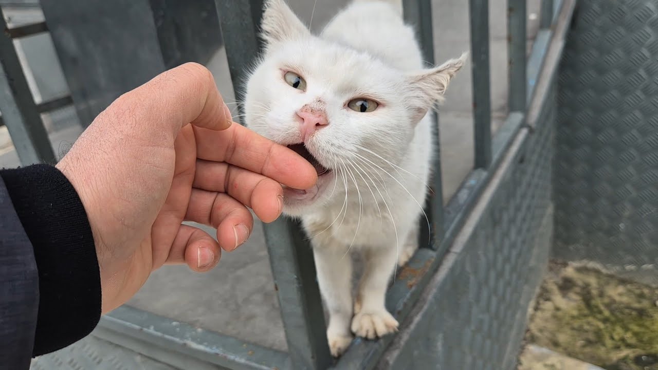 A Friendly and very cute white hungry street cat.