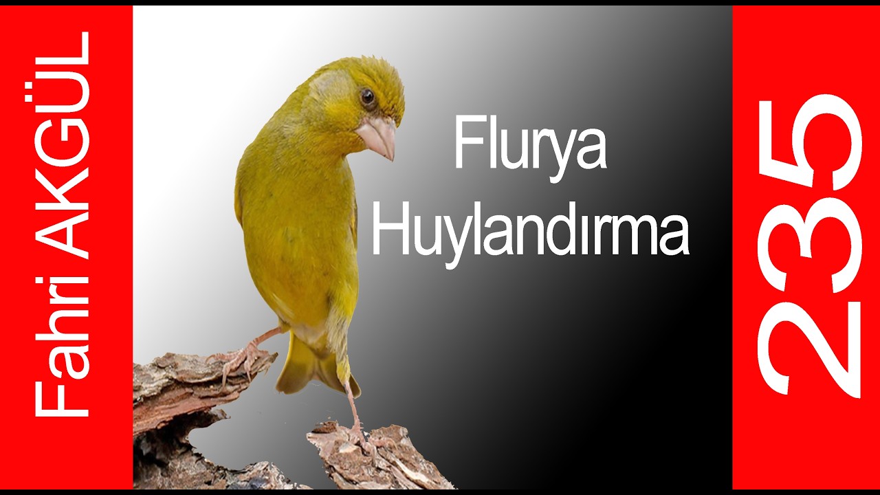 Fahri AKGÜL - Flurya Huylandırma 235
