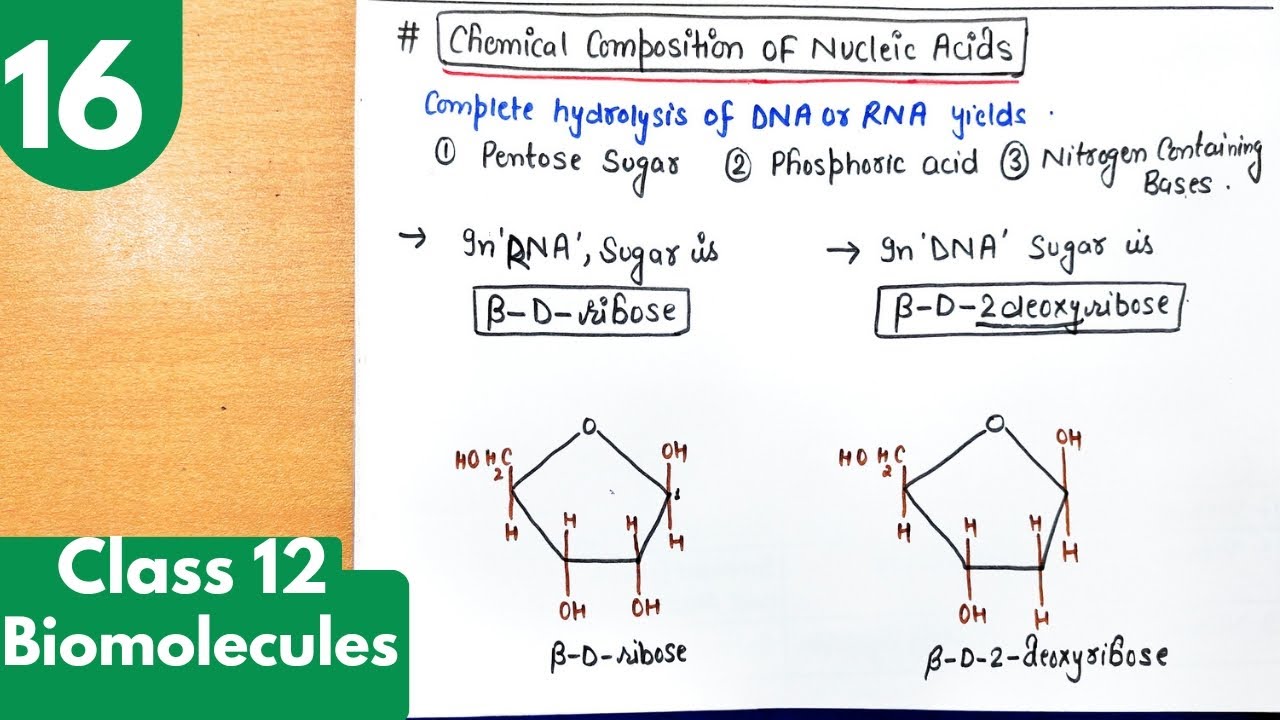 16) Nucleic acid| DNA and RNA| Pentose sugar, Bases| Biomolecules class12 chemistry