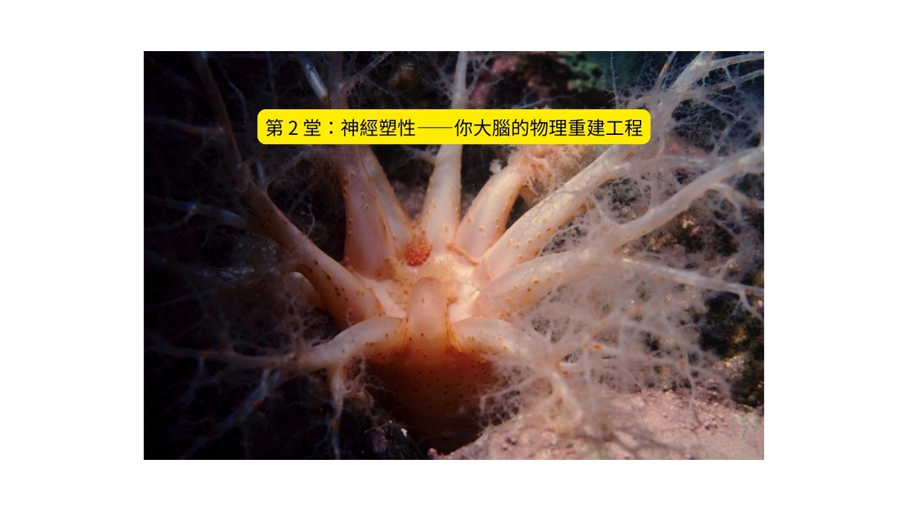 第 2 堂：神經塑性——你大腦的物理重建工程