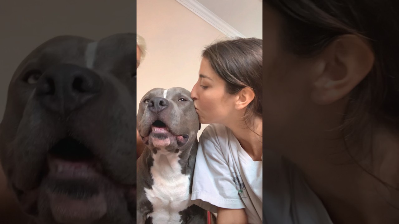 Kiss your dog to see their reaction #funny #petsunited #animals #cute