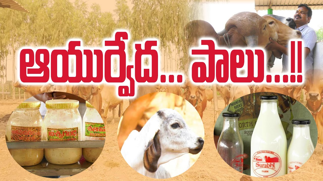 లీటరు పాలు ధర ఎంతంటే ? || Ayurveda Goshala || Mahipal || Korutla