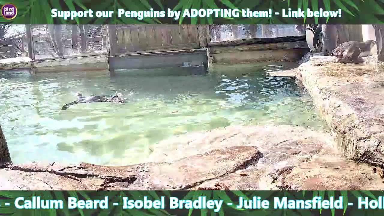 LIVE!! Penguin Pool Webcam – Birdland Park and Gardens, Cotswolds