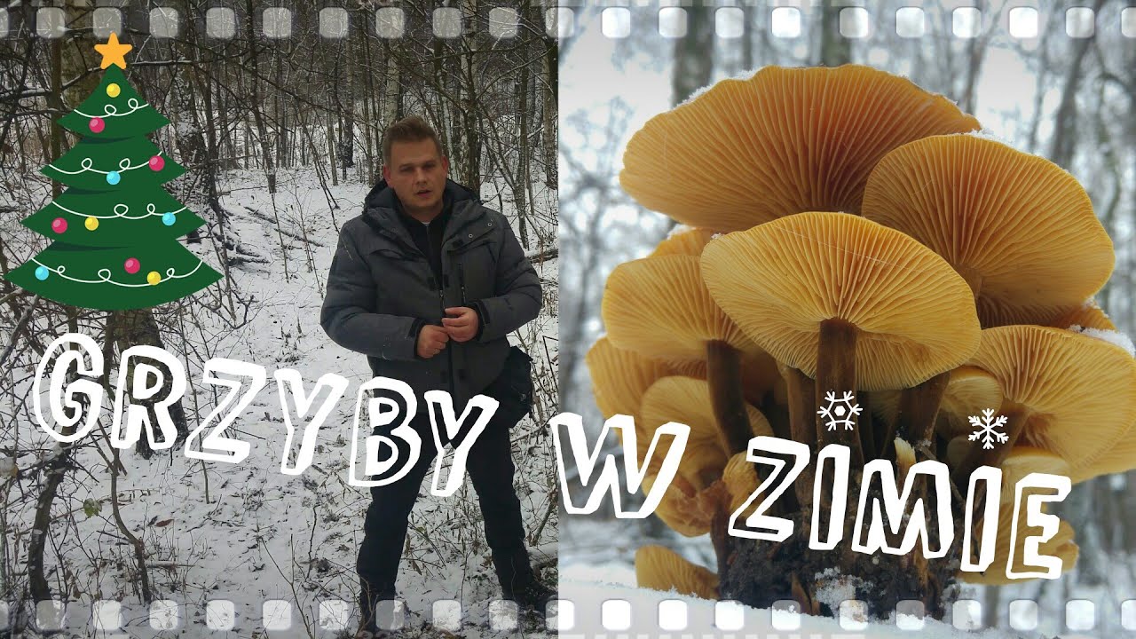 Grzyby w zimie (Winter mushrooms)
