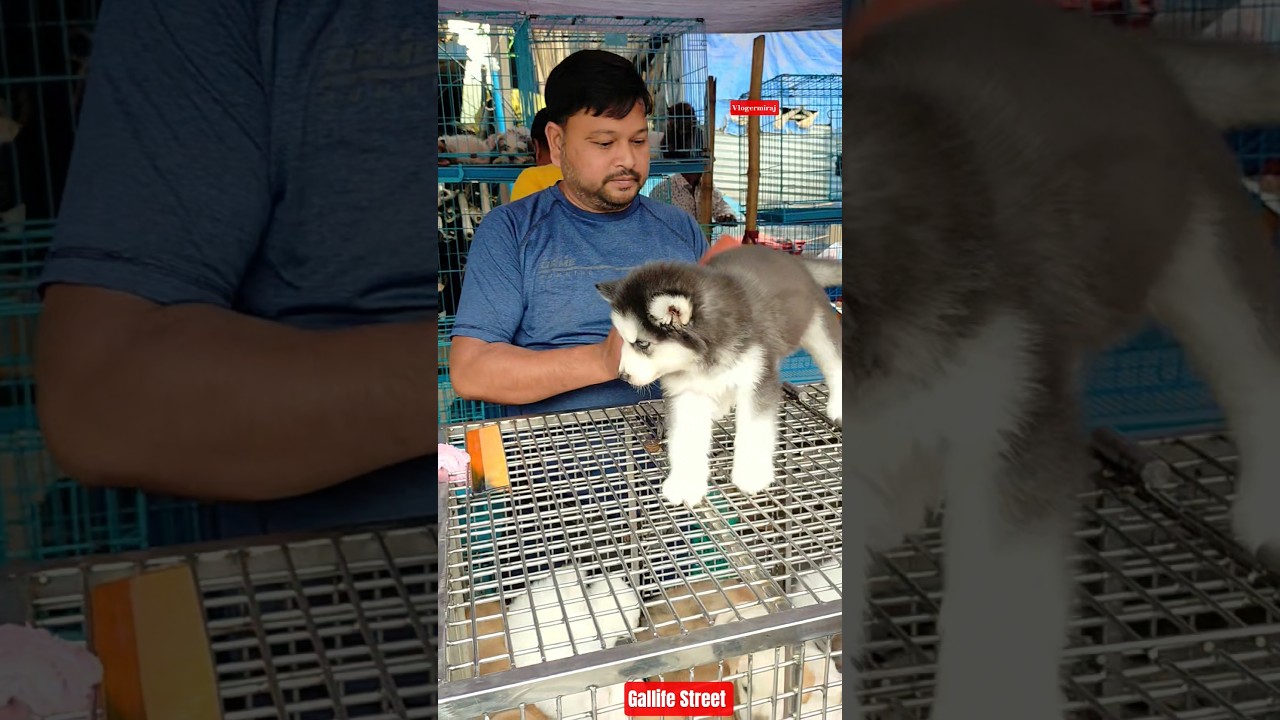 Pet Market Kolkata 😍/lowest price puppy dog/Gallif Street dogs 
