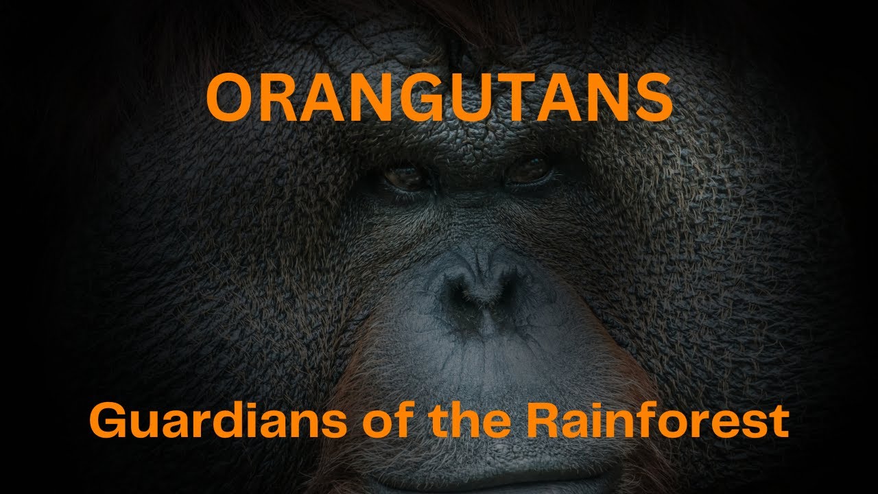Orangutans - Guardians Of The Rainforest