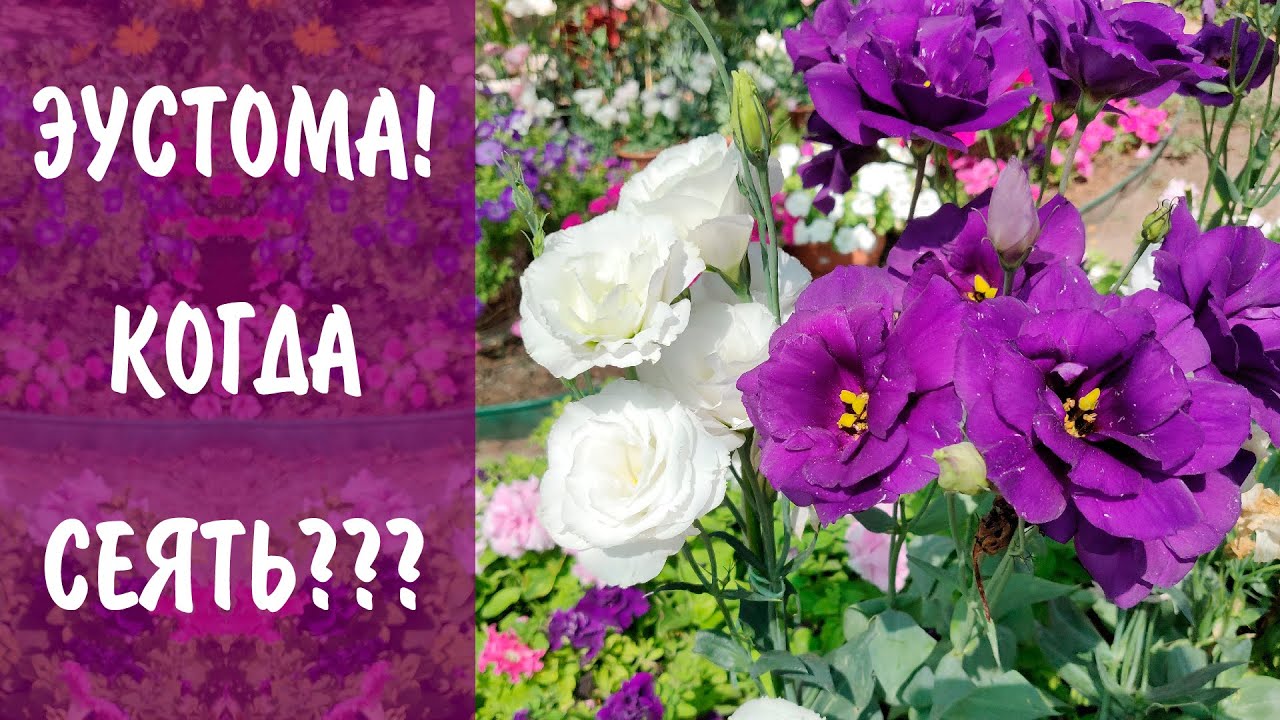 Когда сеять Эустому? Выбираем лучшую эустому! Эустома АВС, Эхо, Сапфир