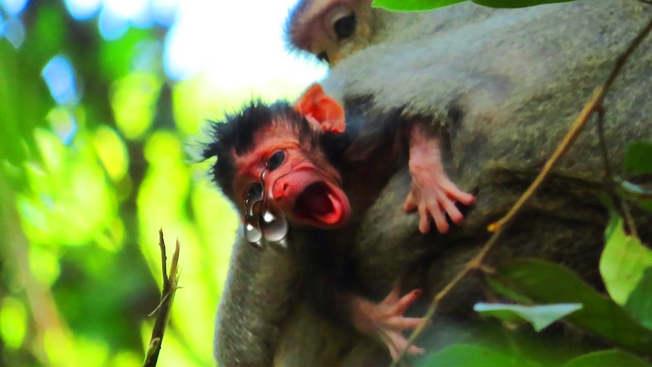 Mommy reject her baby! Cute Cute Newborn baby monkey so lovely