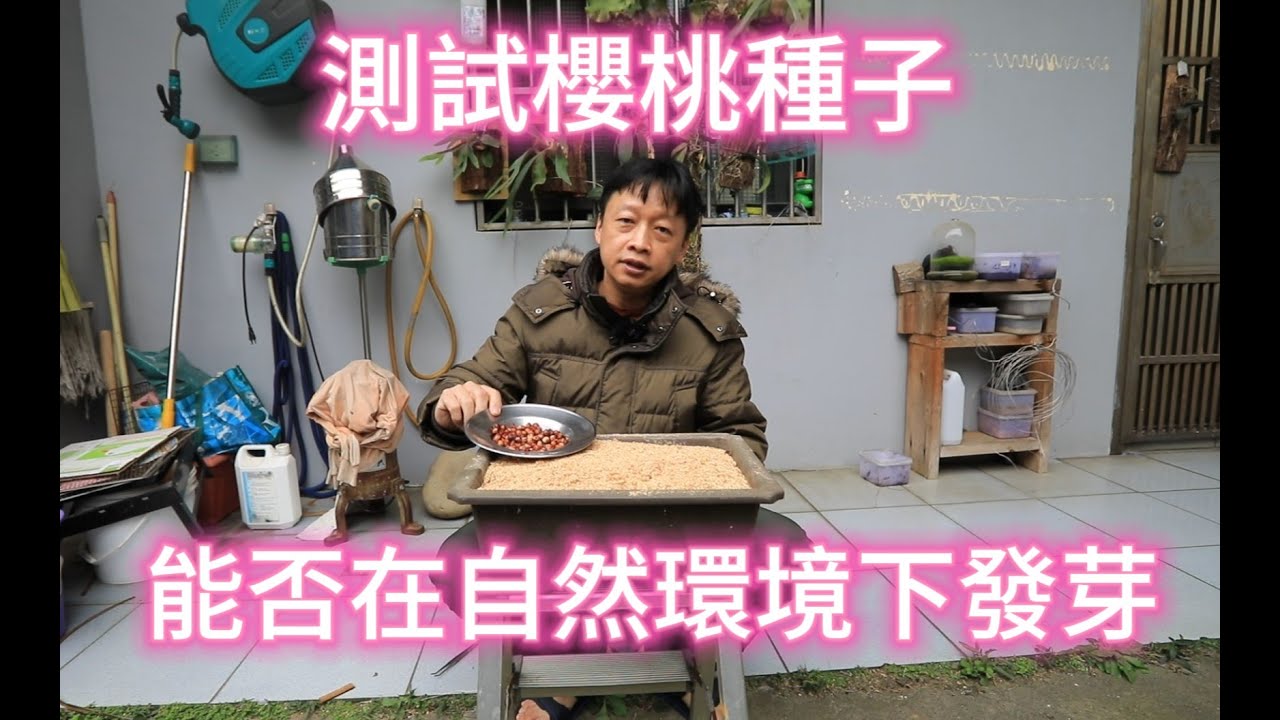 測試櫻桃種子能否在自然環境下發芽【2025/01/31】
