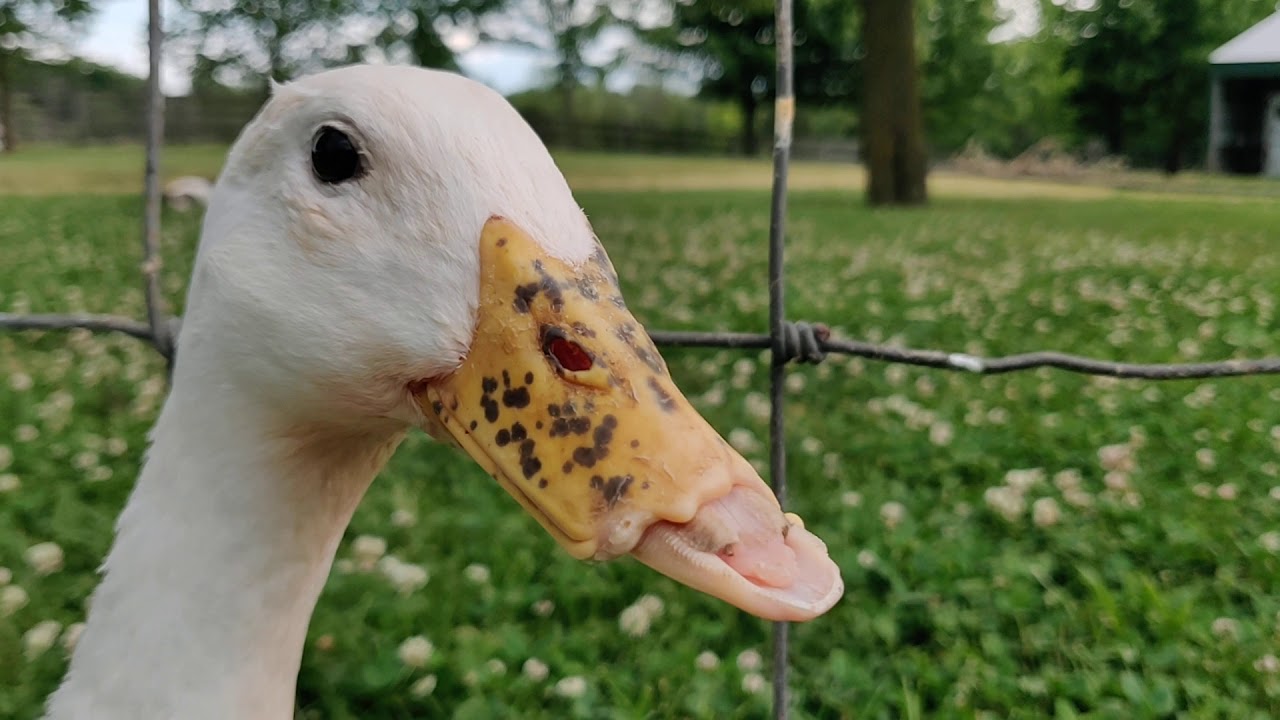 How to care for a duck after a bill injury