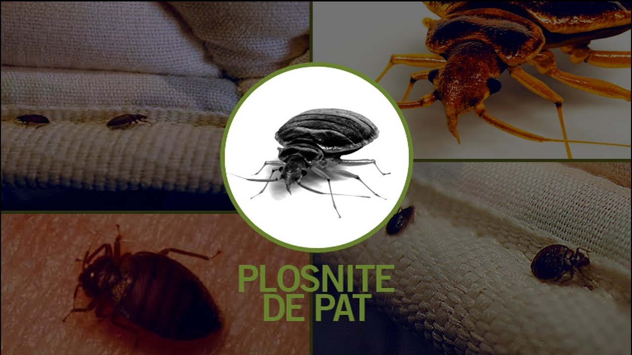 Dezinsectie Plosnite, produse impotriva plosnitelor