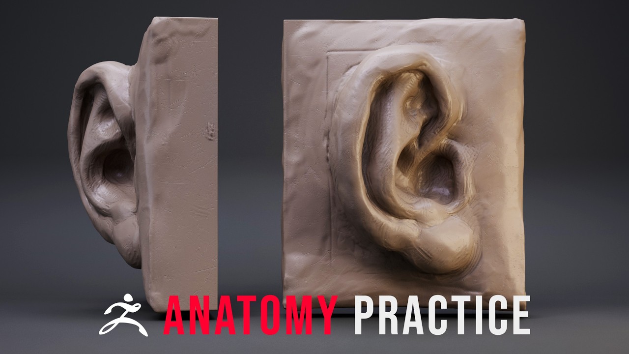 Ryan Kingslien's Anatomy Course Practice #3. The ear