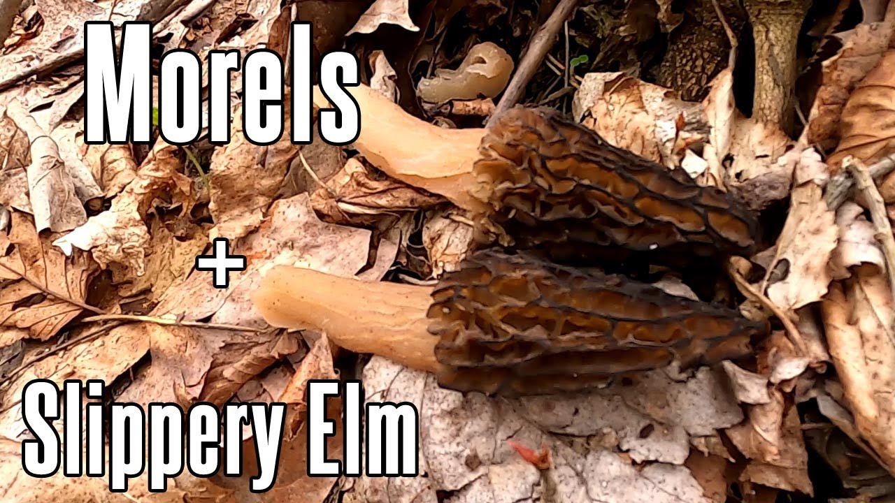 Finding Morels Around The Slippery Elm Tree