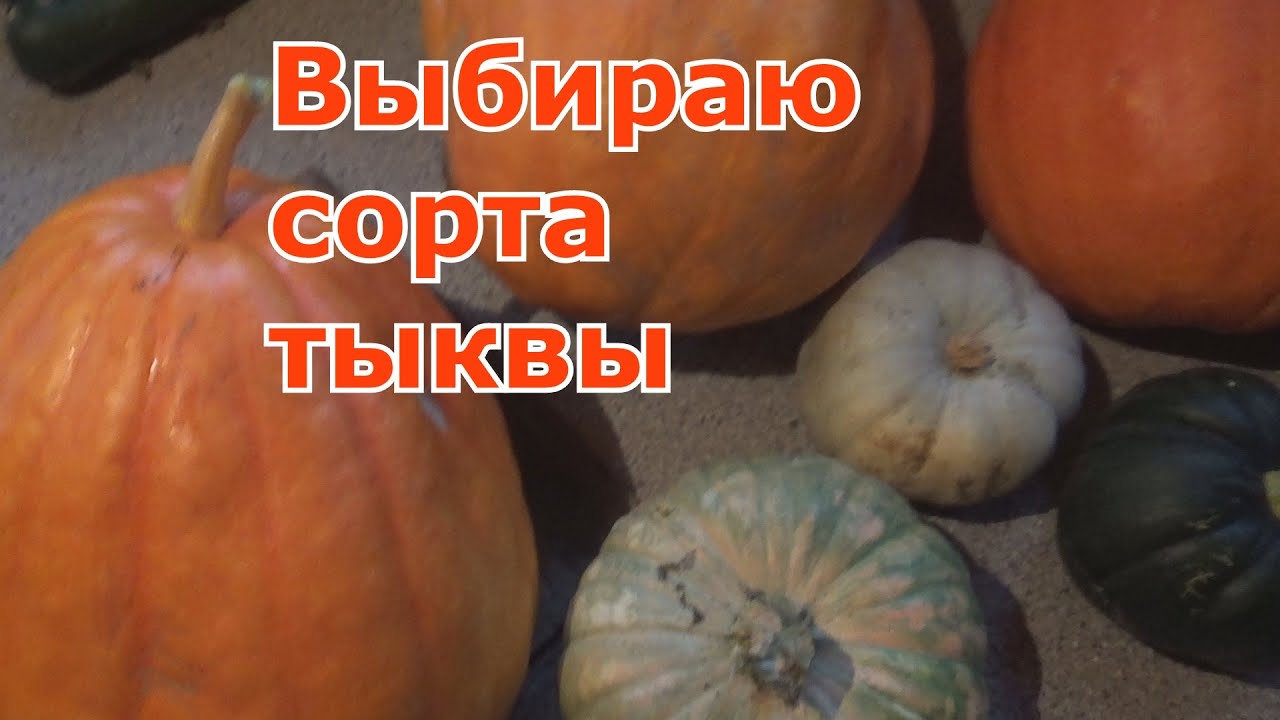 Выбираю ТЫКВЫ лучшие сорта. Самые сладкие и урожайные. Что я выращиваю в Подмосковье
