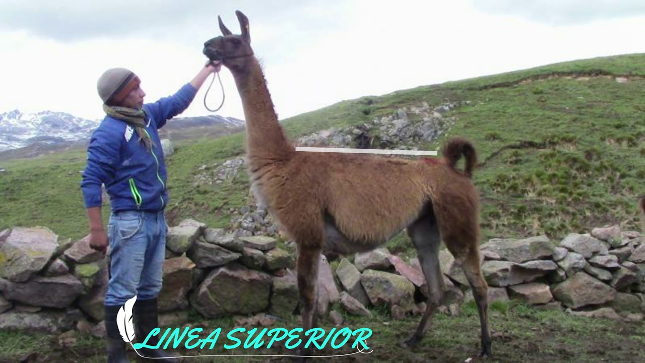 DESCRIPCIÓN DE LA LLAMA RAZA (Q'ara)