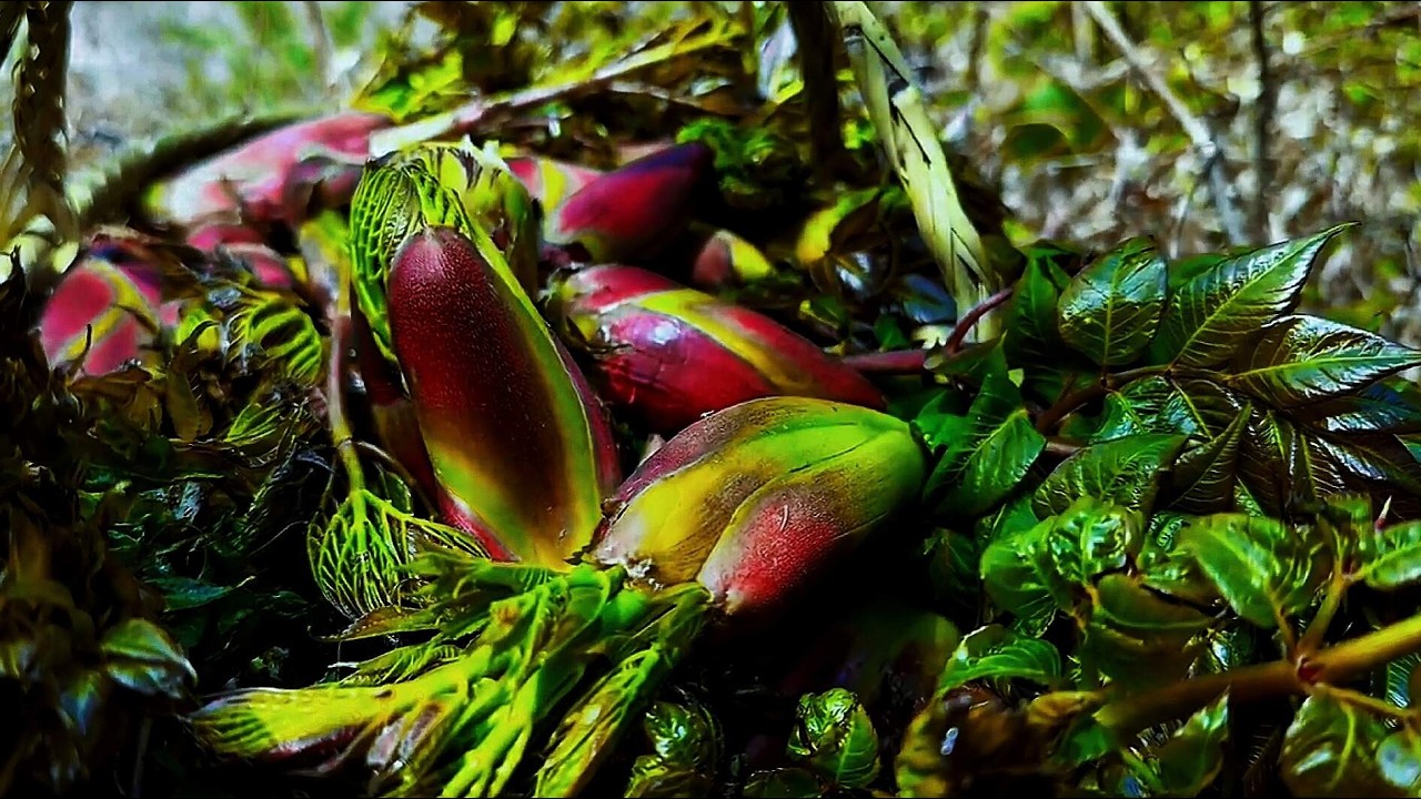 Eat It Or Skip? My Shocking Forage of Aralia Elata! #cooking