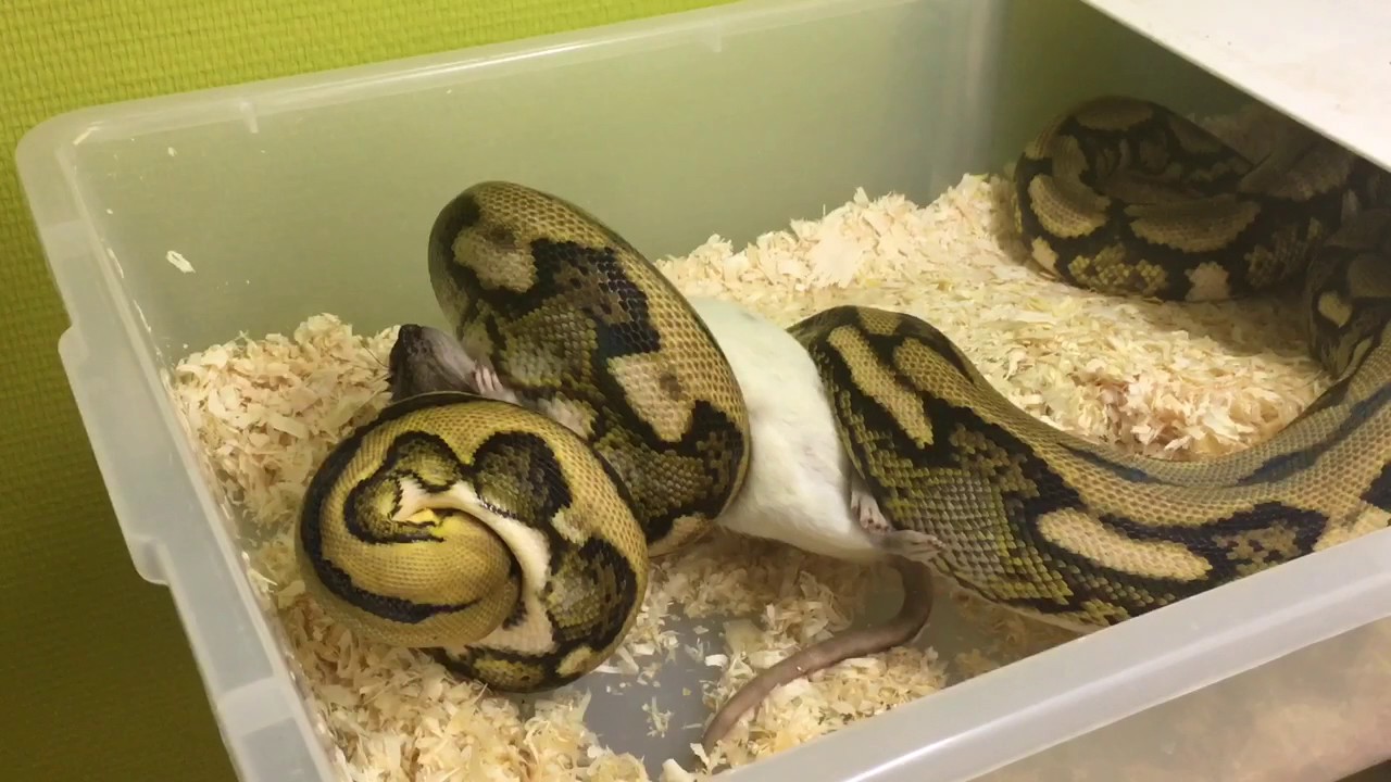 NOURRISSAGE DE GROS BO&Iuml;DES ! ( serpents XXL! )