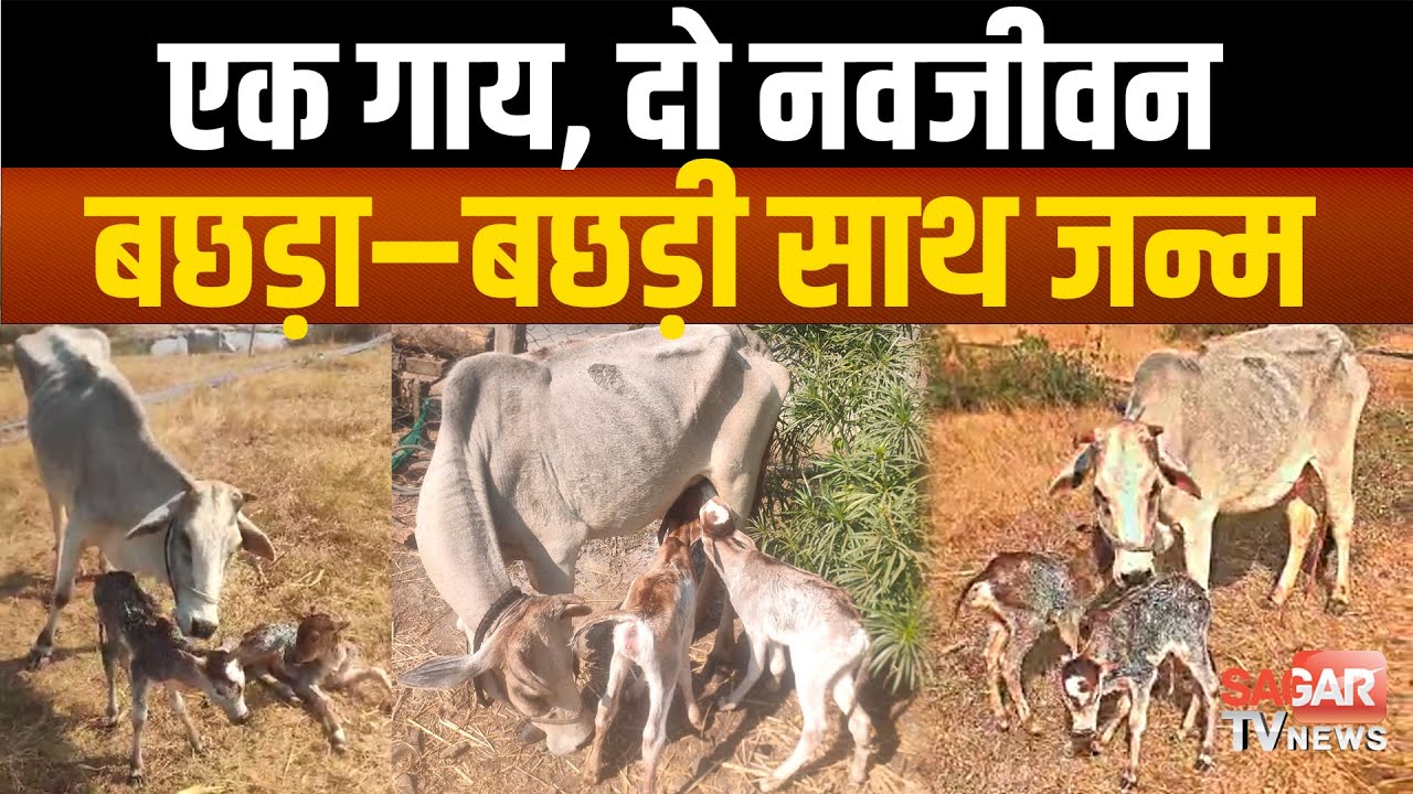 सागर में अनोखा चमत्कार, एक साथ बछड़ा–बछड़ी का जन्म, केसली के सहजपुर में खुशी की लहर |SAGAR TV NEWS|