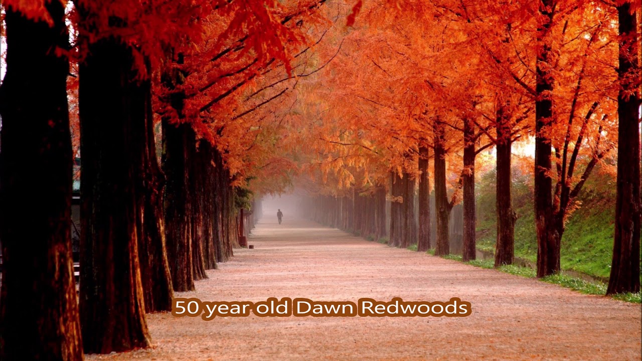 Whats bad about Dawn Redwood Trees