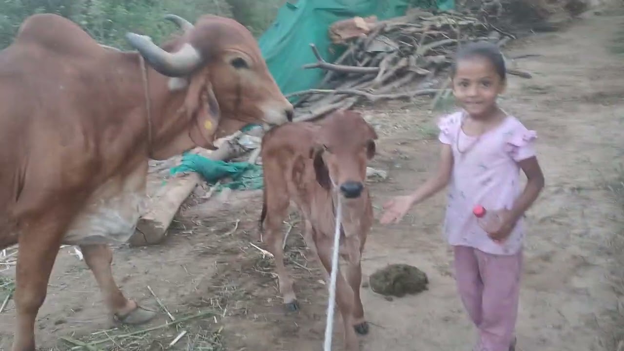 When new born baby cow 🐮 want explore 😺#villagelife