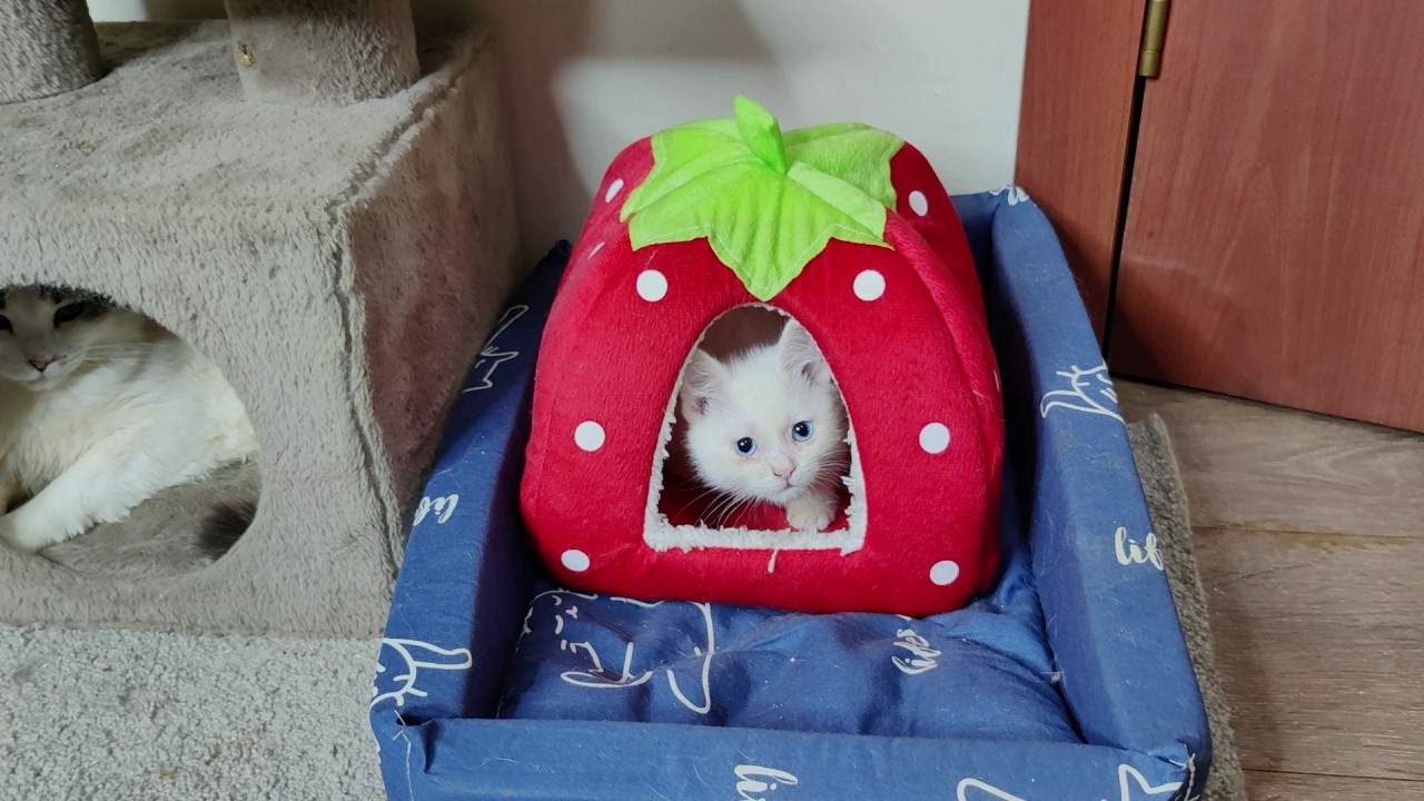 Пока другие кошки и котята отдыхают, котенок Дино играет. Кошки и котята.