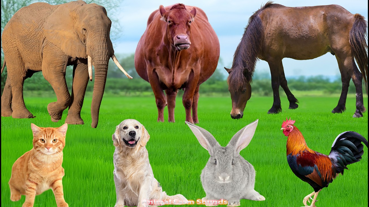 Adorable Farm Animals: Goat, Sheep, Horse, Cow, Dog, Cat, Elephant &ndash; Animal  Sounds