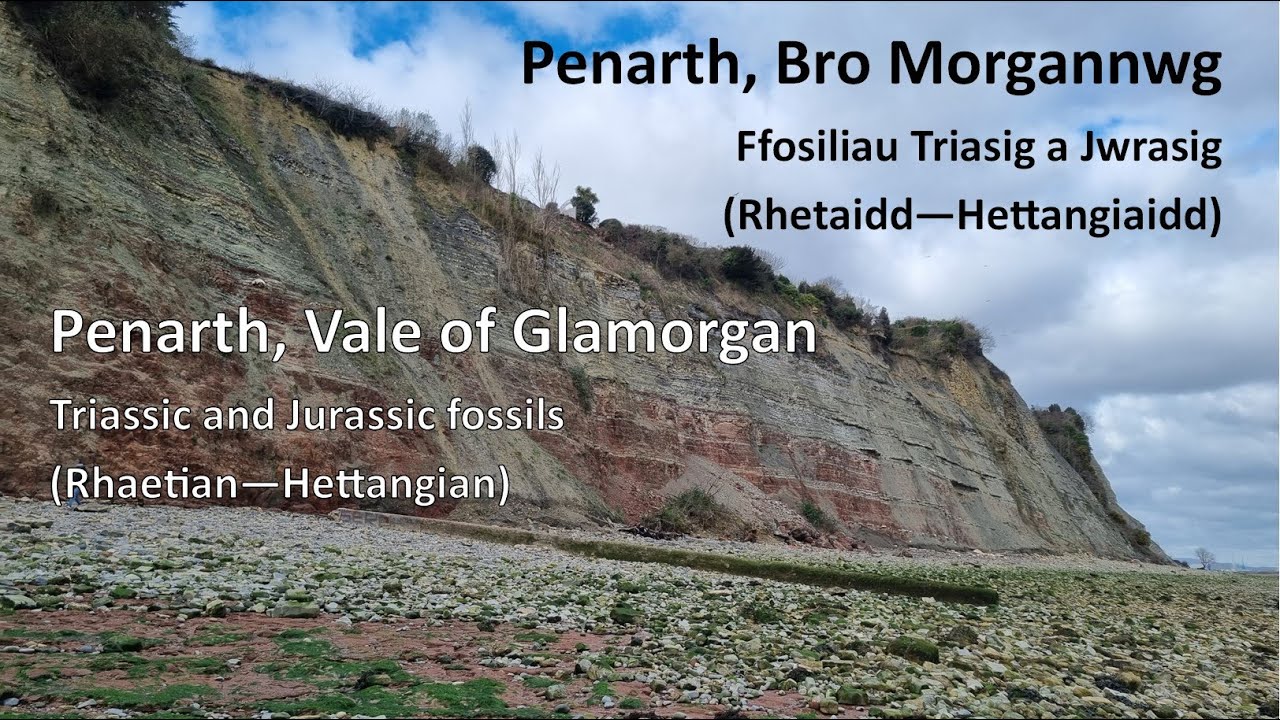 Ffosiliau Penarth (Penarth Fossils)