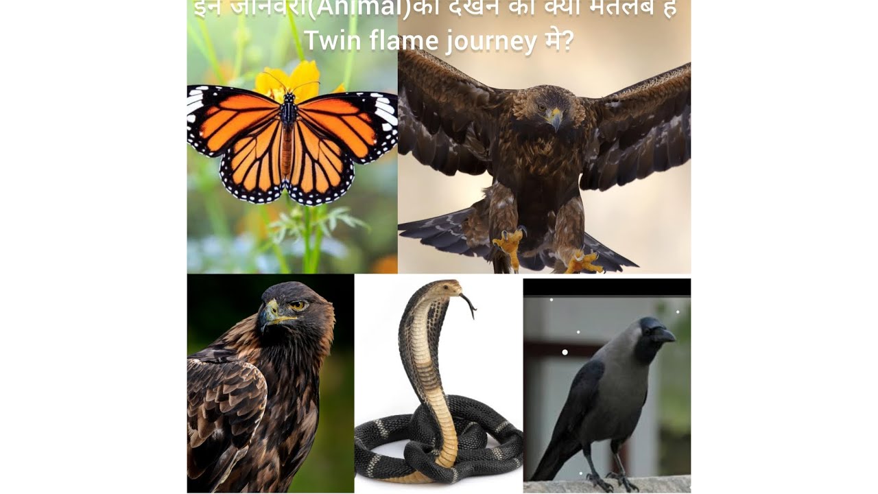 #twinflame journey||इन जानवारो(Animal)को देखने का क्या मतलब है Twin Flame journey मे??#DM/DF