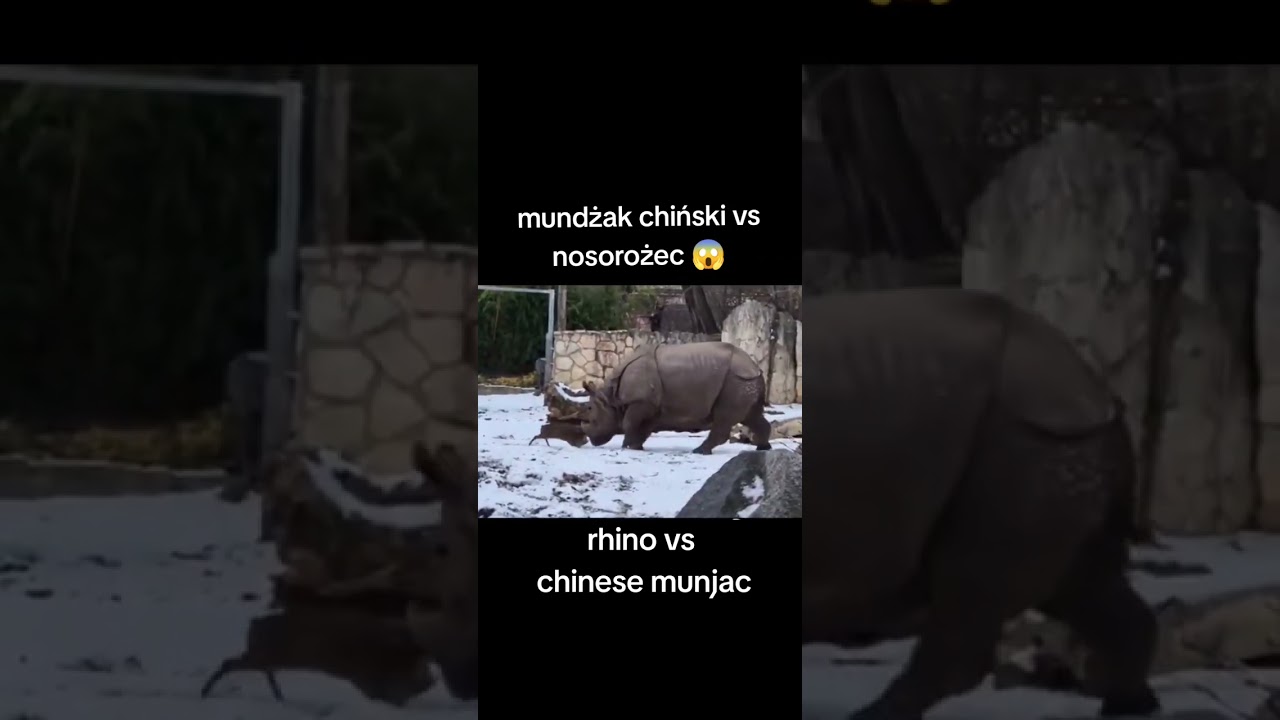 Nosorożec VS MUNDŻAK CHIŃSKI WALKA W ZOO