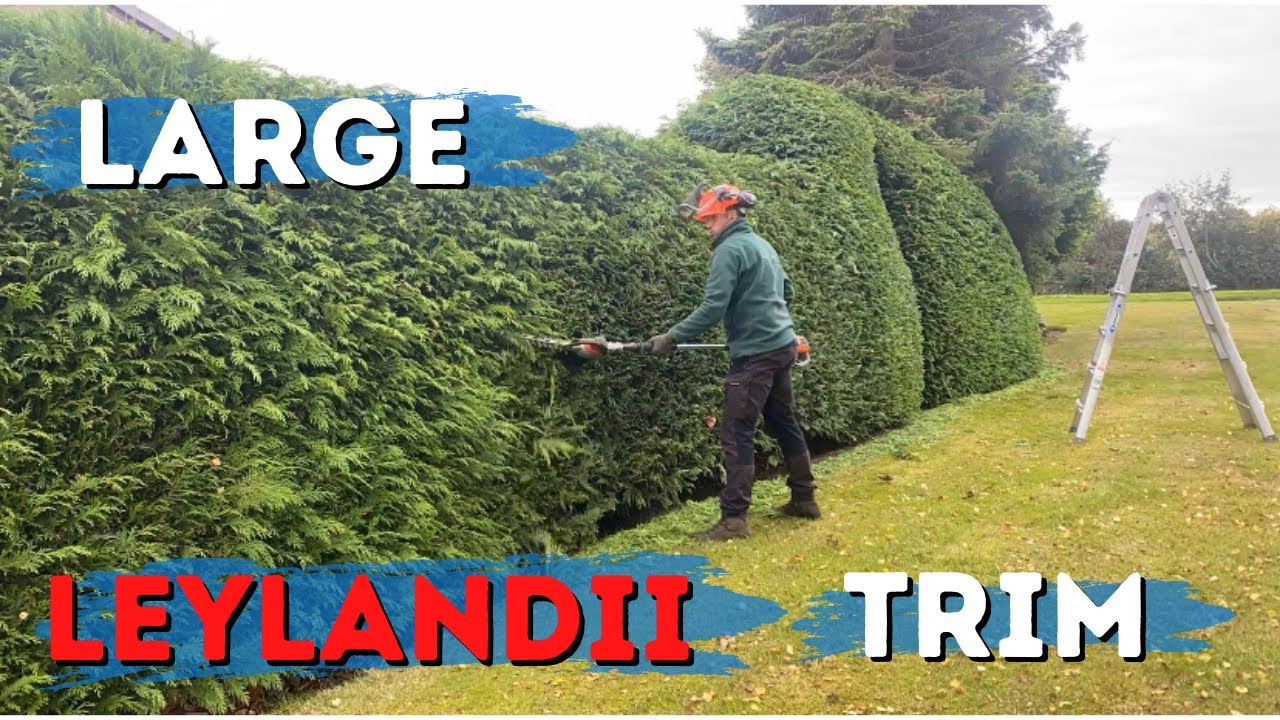 Trimming a Large Leylandii Hedge // Husqvarna 520iHE3 // Battery Tools