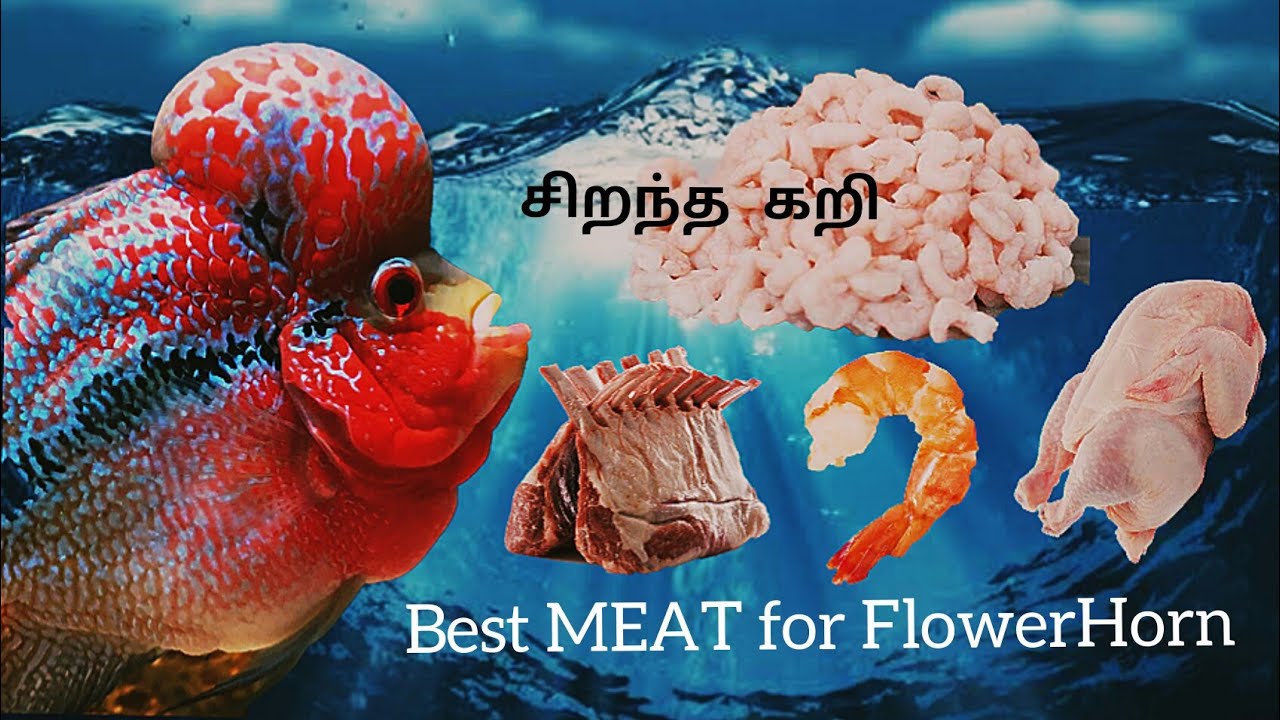 Best meat for FLOWERHORN-Eshwar Gandhi-E.G.Aquatics