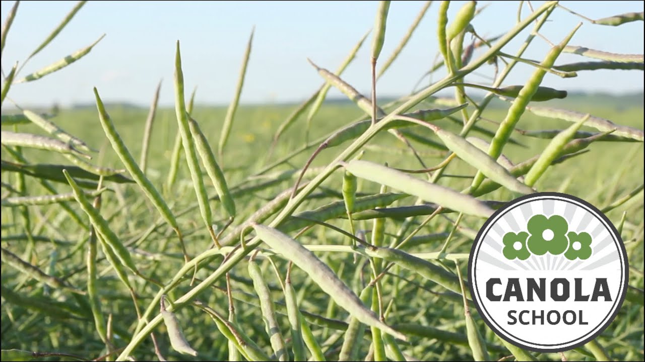 Canola School: Deciding on prime swathing time