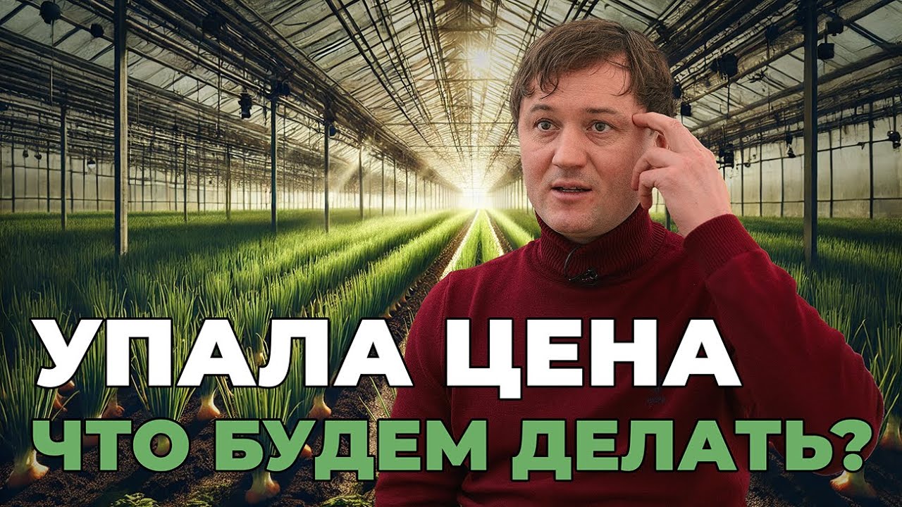 Упала цена на зеленый лук. Размышления в теплице