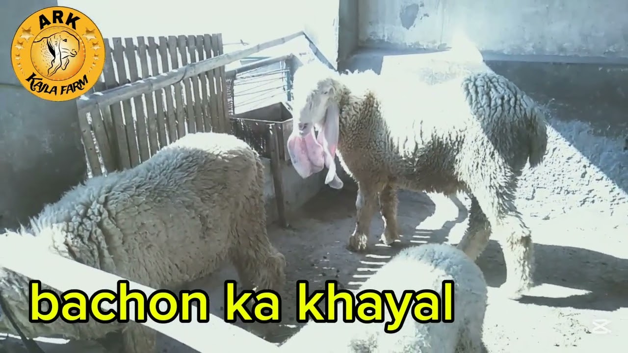 Bachon ka khayal Ahmed Raza kajla farm Lahore Pakistan 