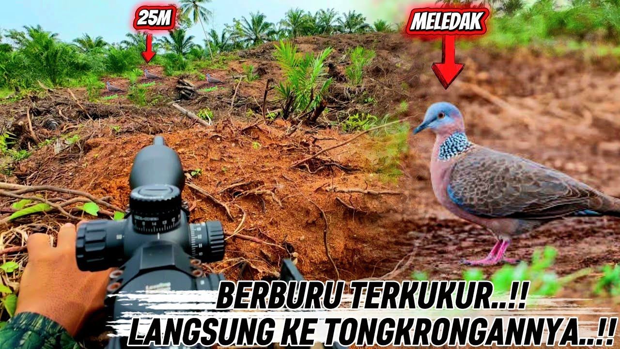 BERBURU TERKUKUR‼️ POIN MELIMPAH