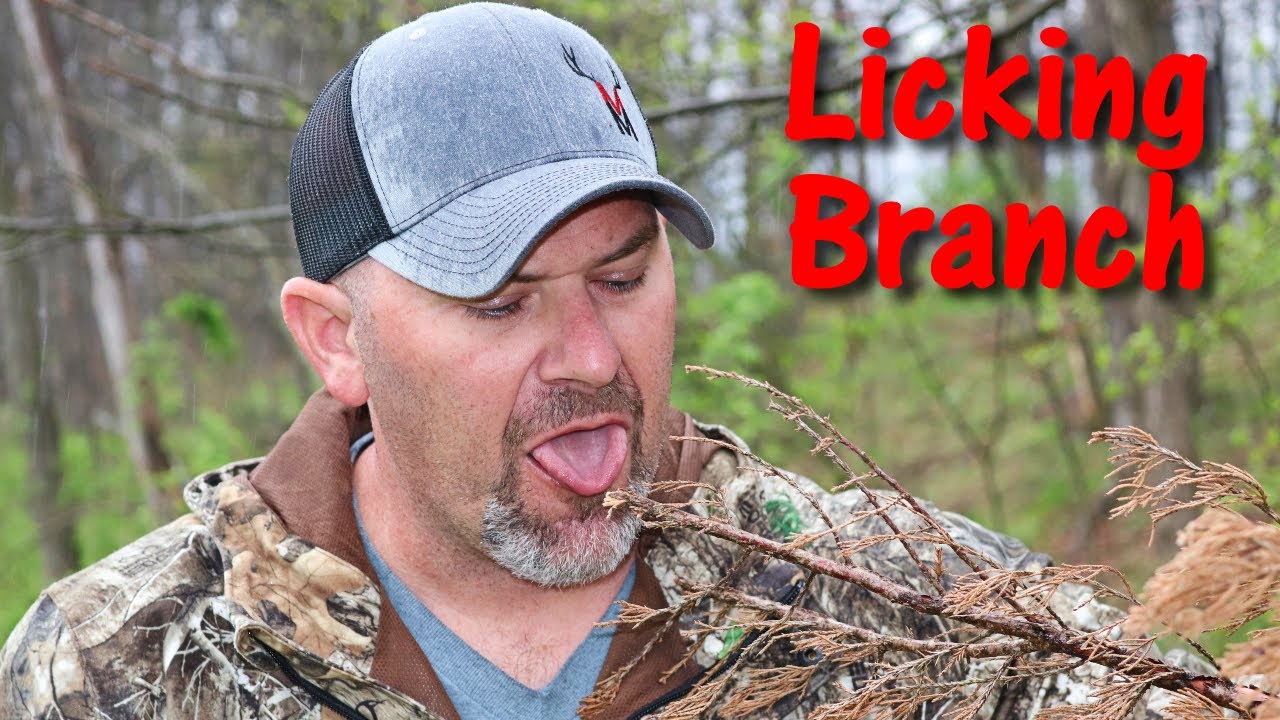 Licking Branch for Trail Cameras: When Where and How to use Licking Branches (DIY limb holder)