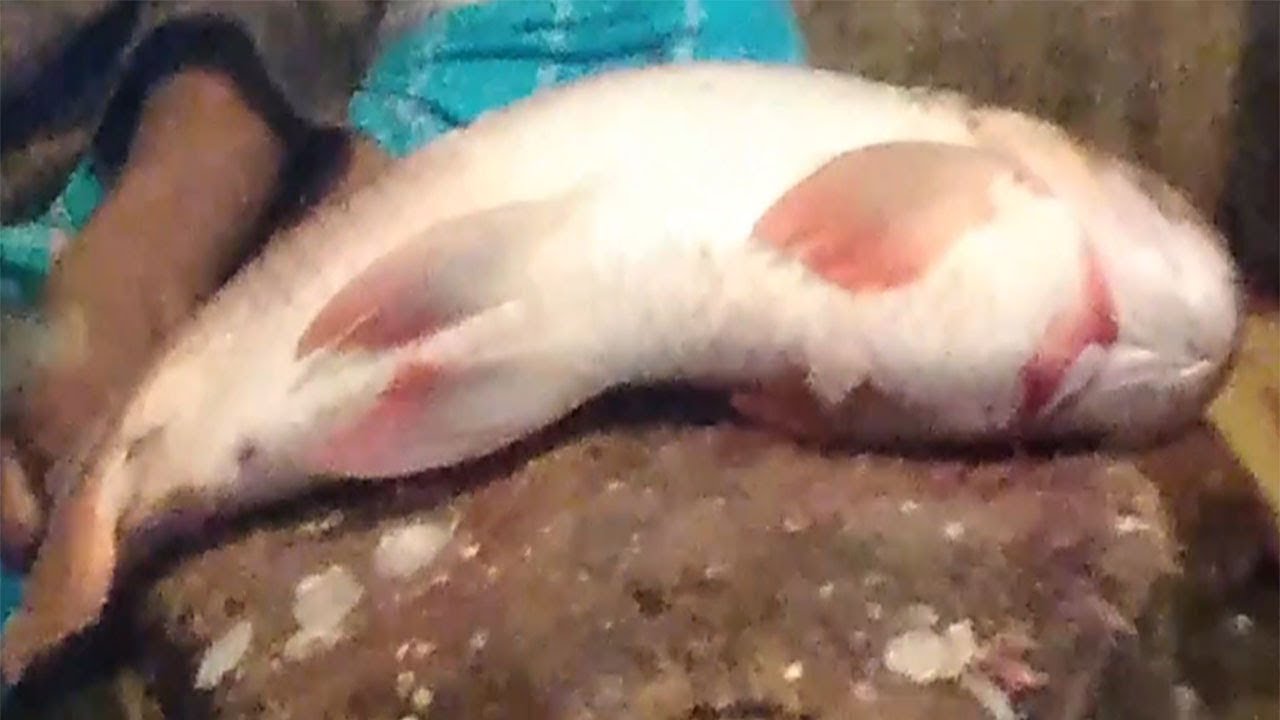 Biggest Fish of the World Fastest Fish Cutting 2019