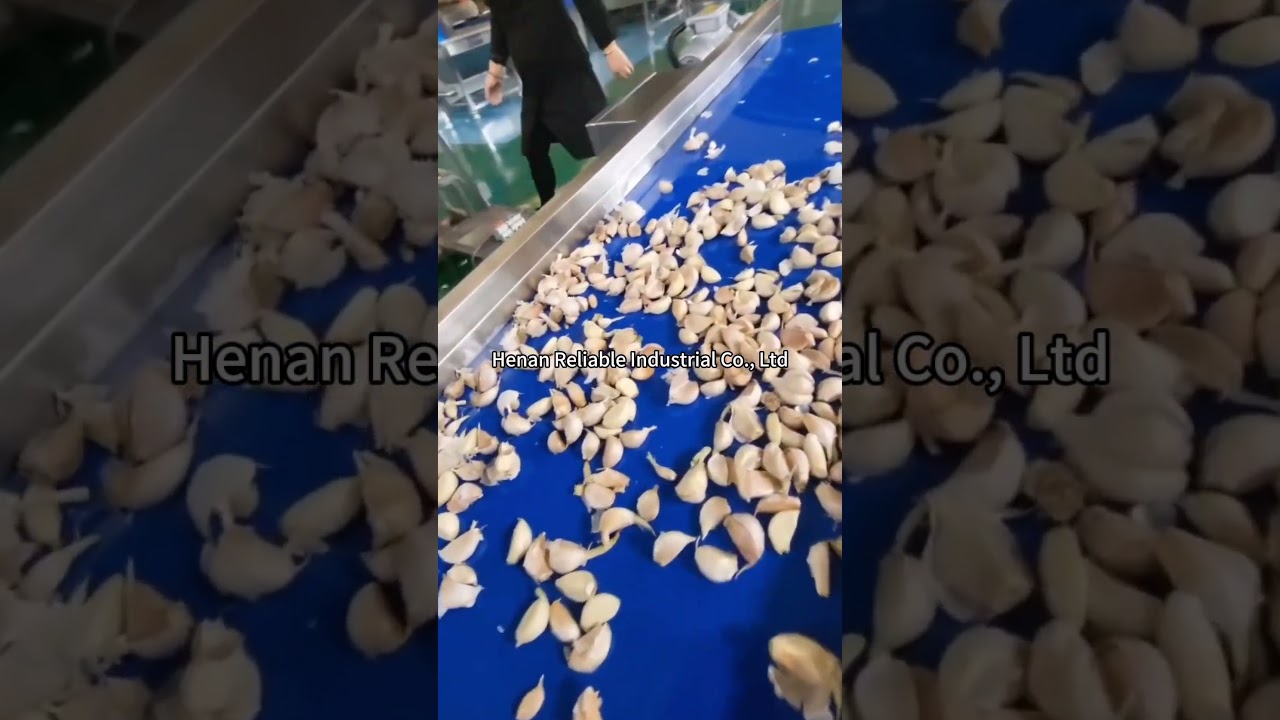 Automatic garlic clove separating machine#Garlic Slicer #Garlic Processing Equipment
